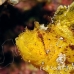 scorpionfish_leaf_db_h_0705_png2159.jpg
